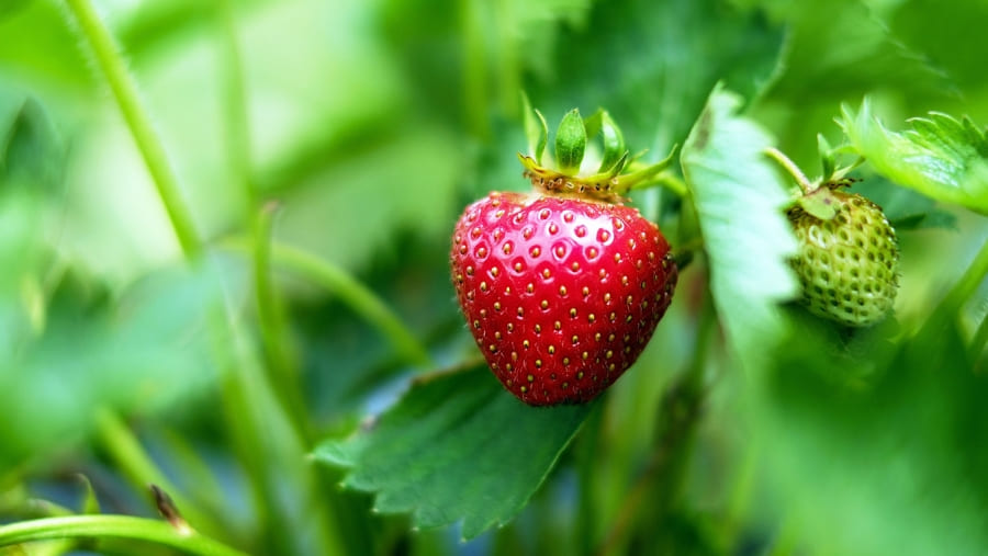 Rezeptidee mit Erdbeeren Erdbeer-Gorgonzola-Salat